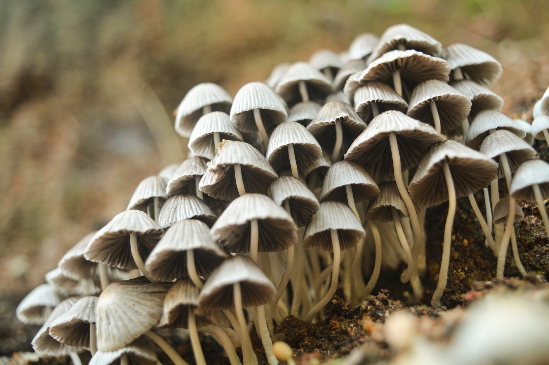 skin-benefits-of-mushroom