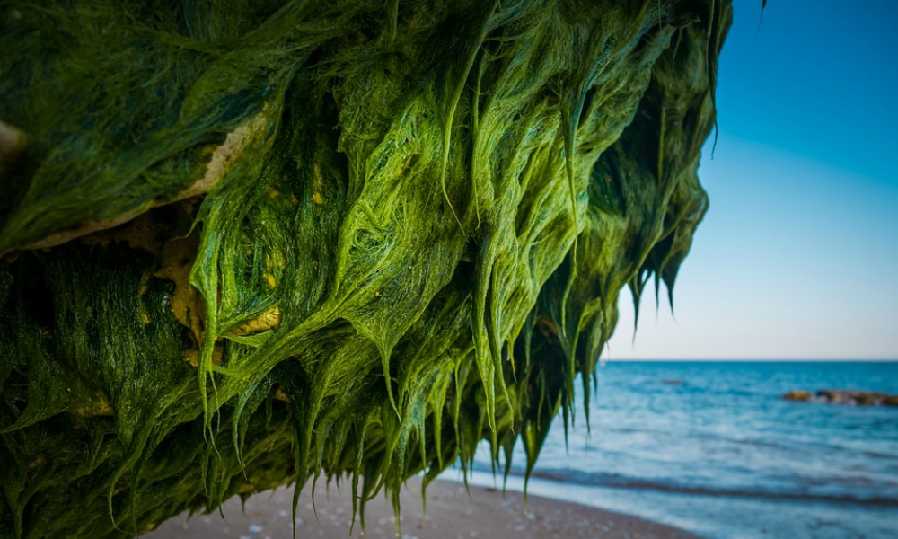 Sea moss was just recently discovered by mainstream but this miracle sea we...