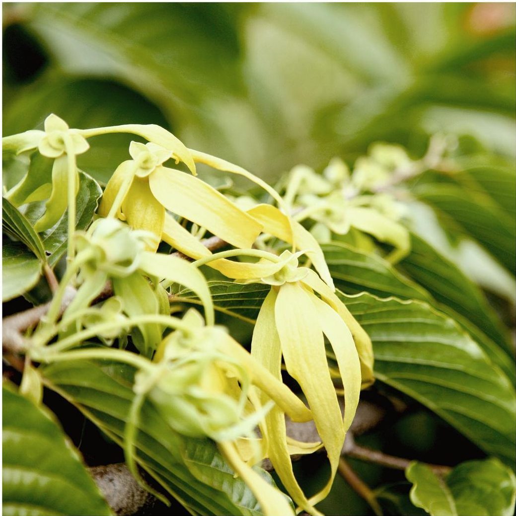 ylang-ylang-oil-the-new-essential-oil-trend