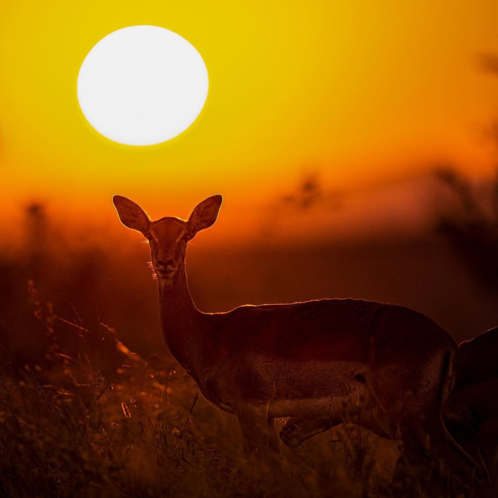 kruger-national-park-sigts