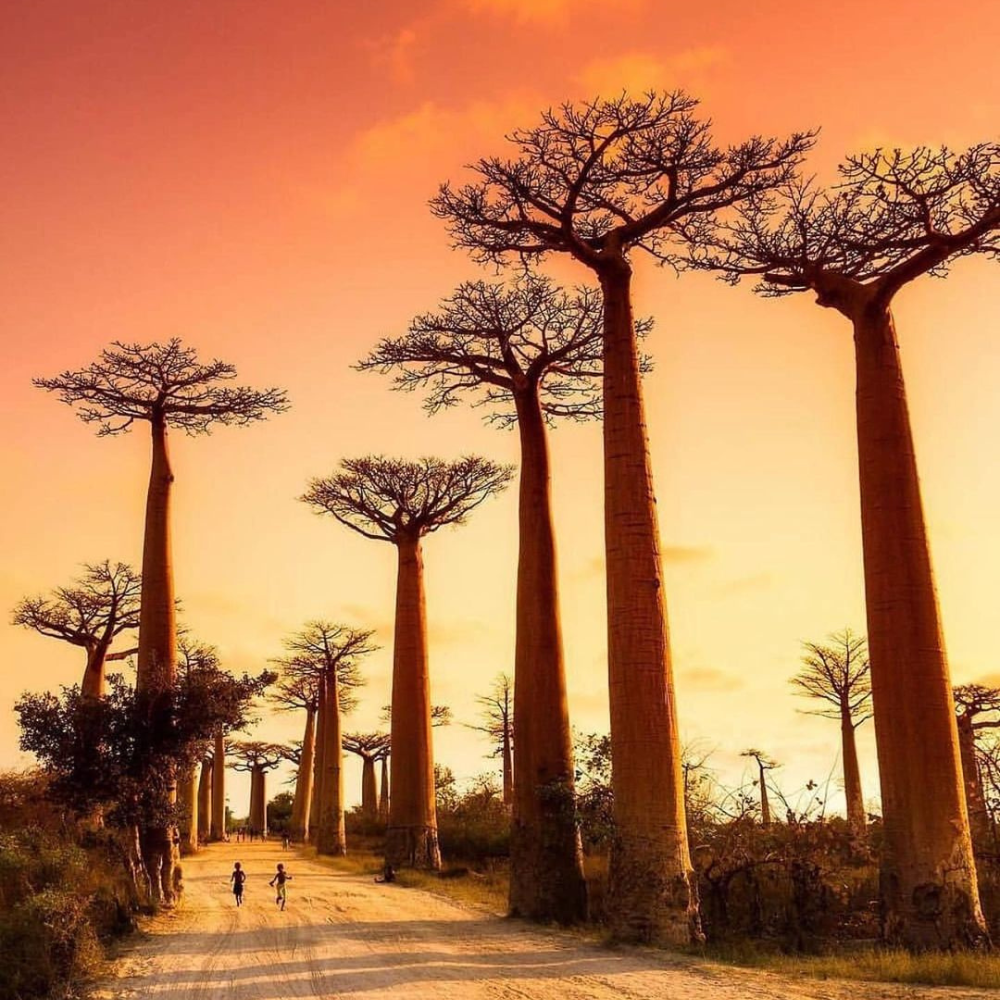 things-to-see-in-madagascar