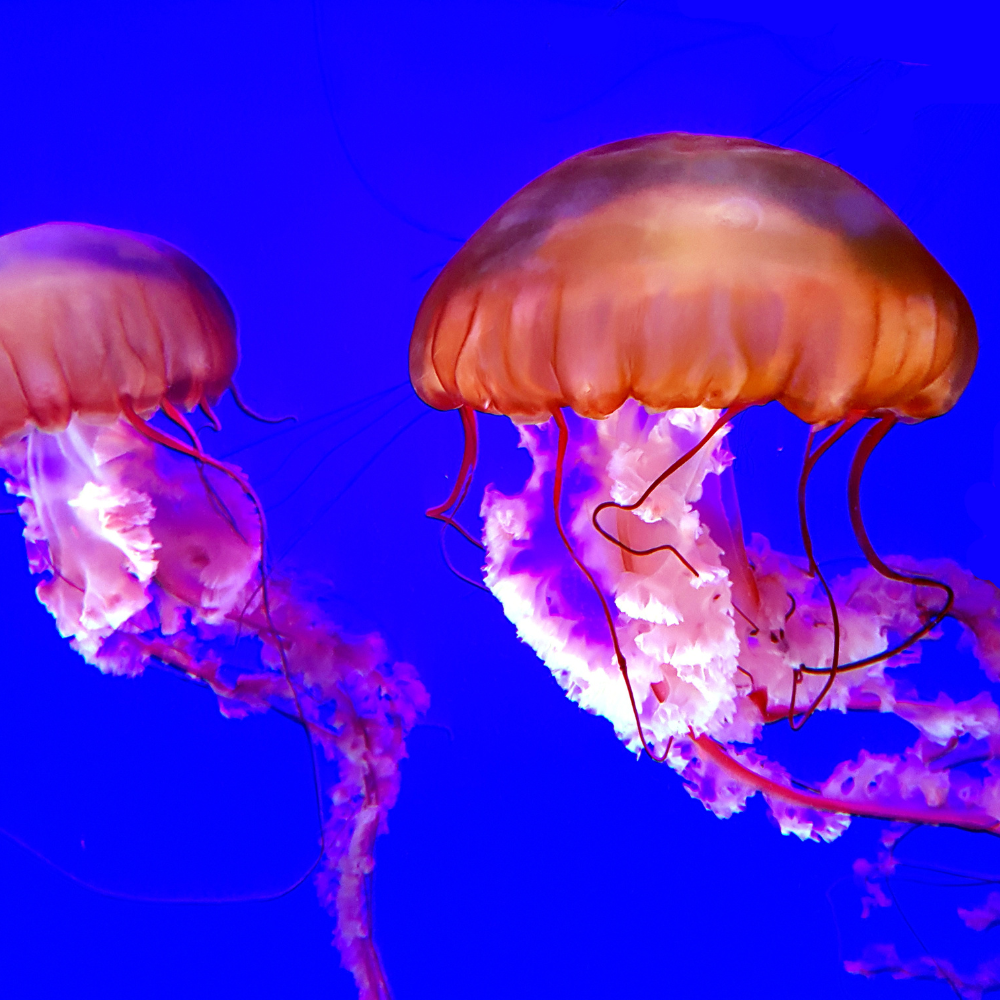 what-is-jellyfish-parenting