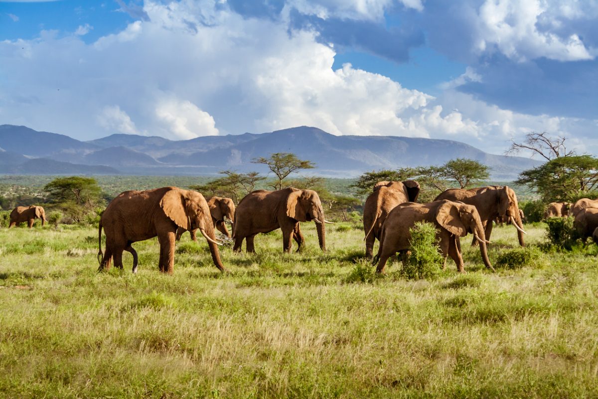 Wildlife Herd of elephants in the african savannah