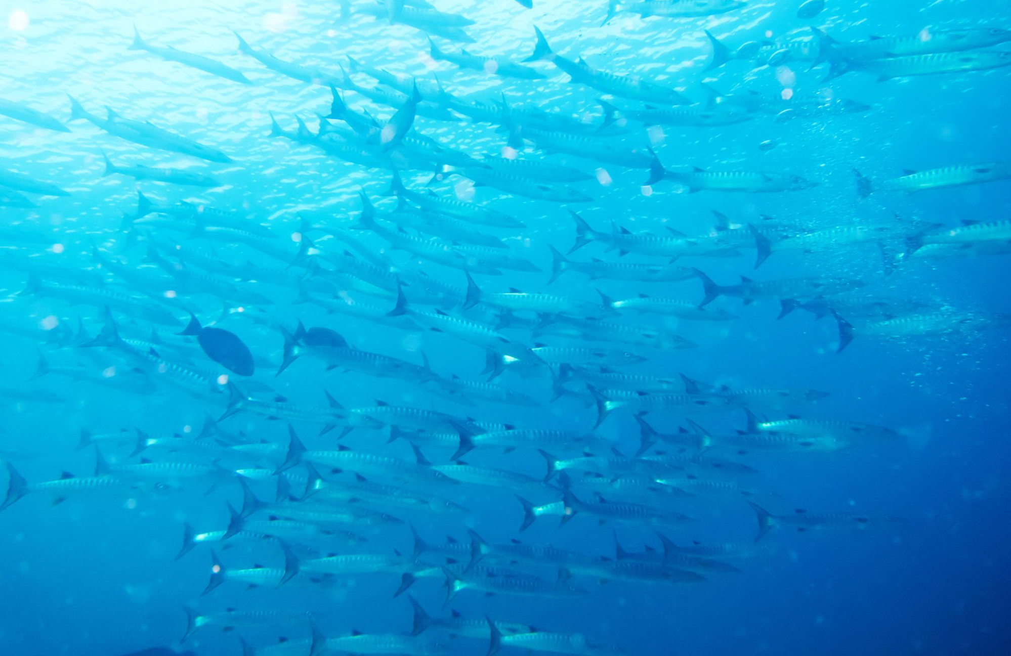 Seychelles Snorkeling and Diving Paradise