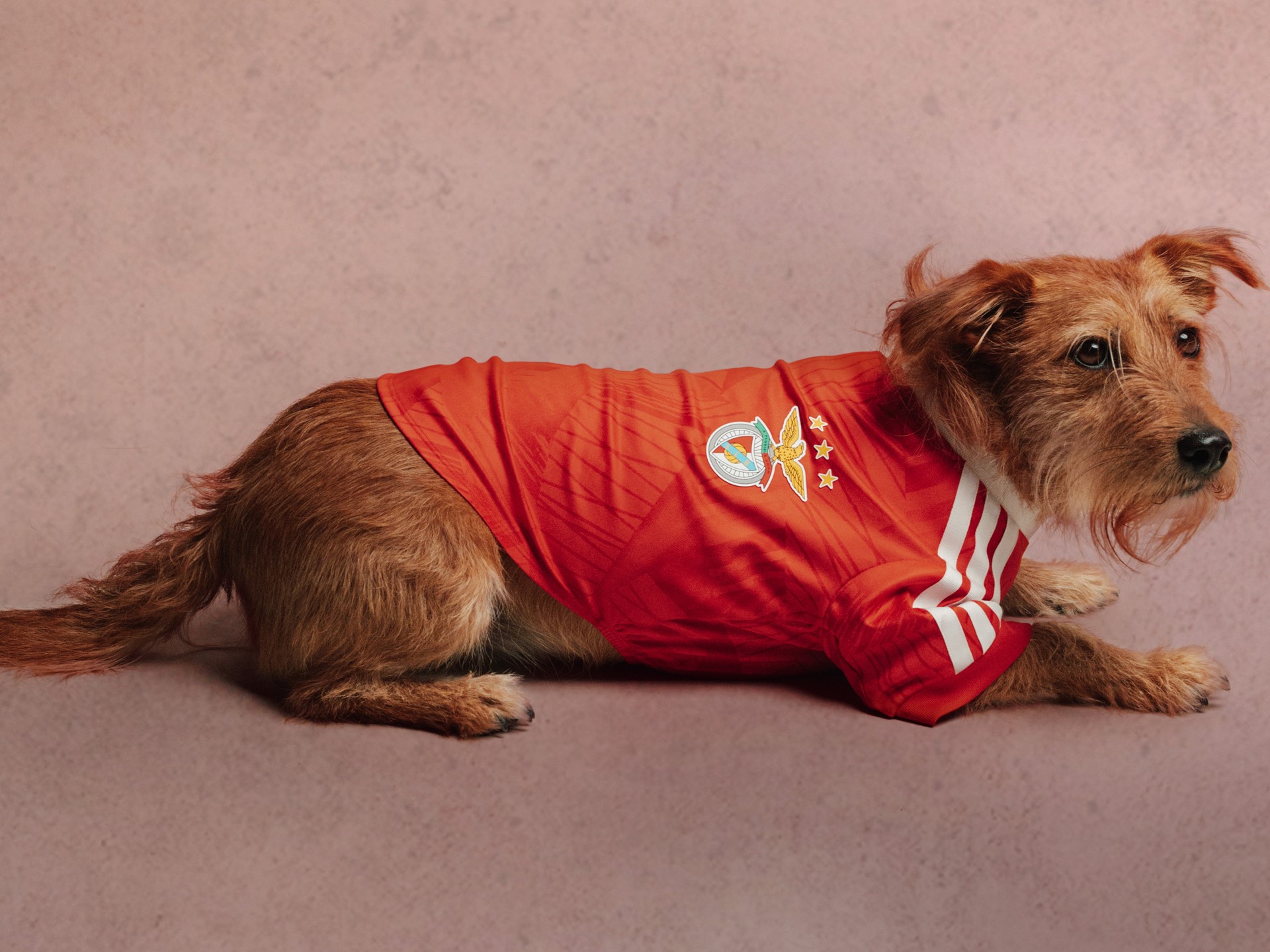 adidas-originals-fc-pet-collection-style-rave