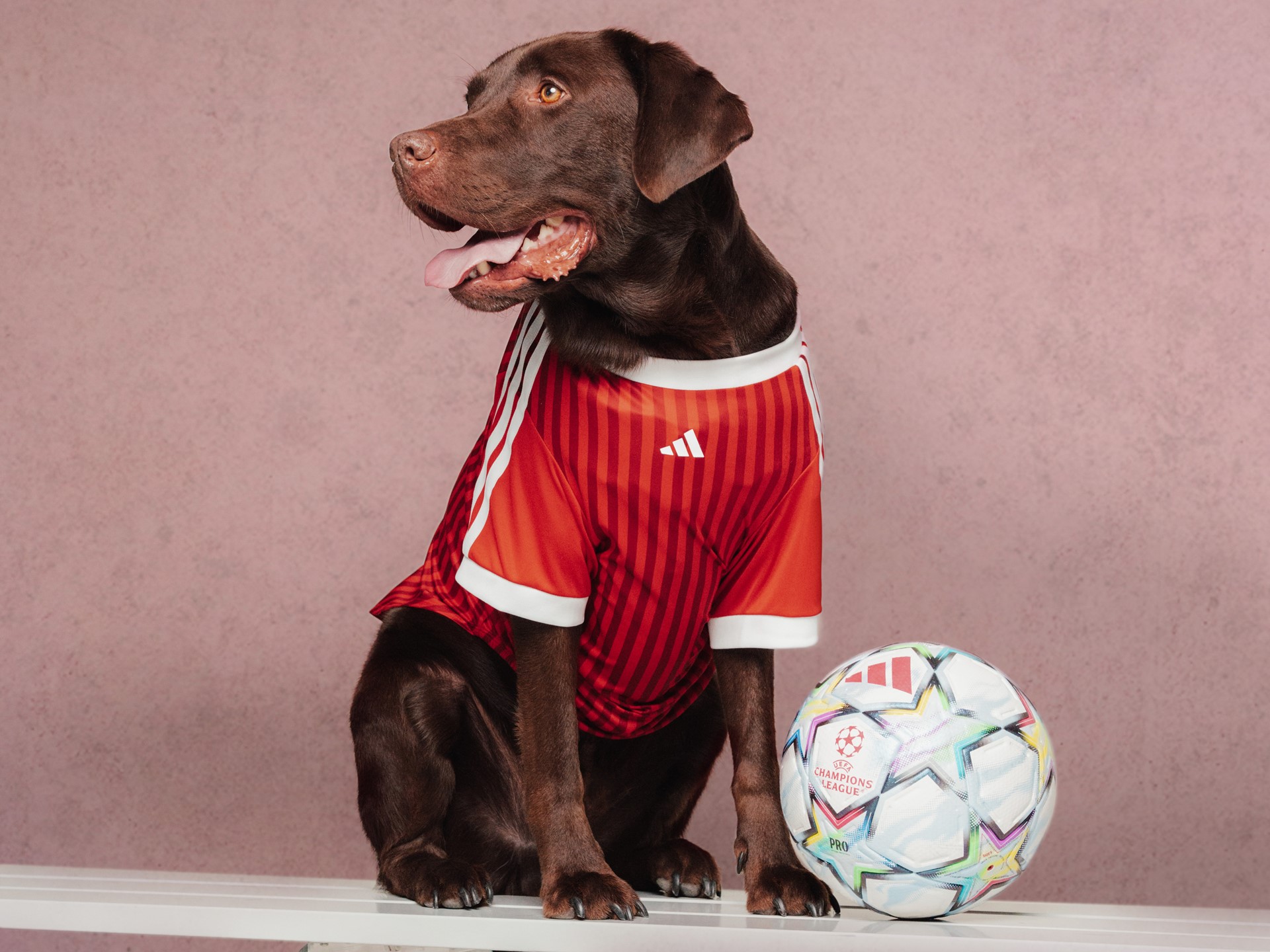 adidas-originals-fc-pet-collection-style-rave